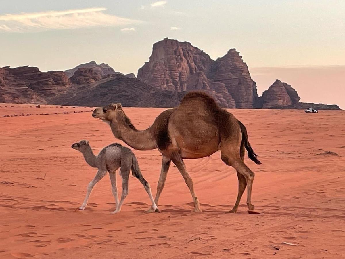 Orbit Camp Hotel Wadi Rum Luaran gambar